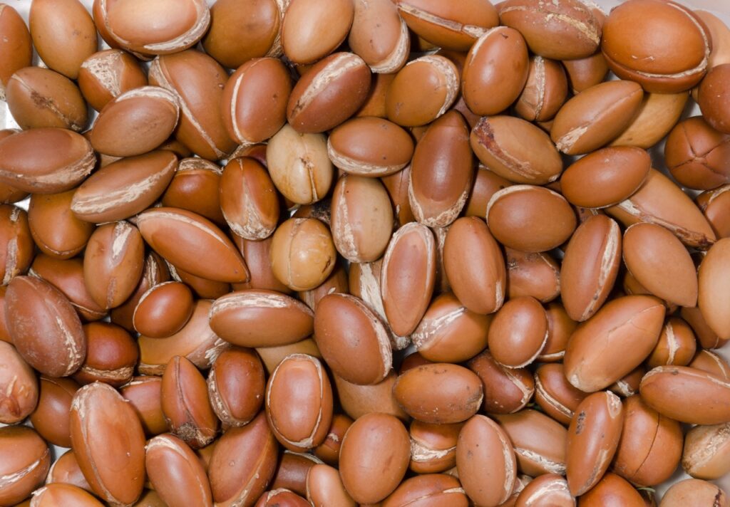 Argan seeds Morocco Guelmim — argan kernel oil wholesale SAHARÔME