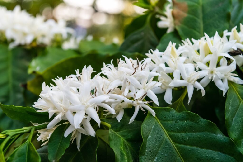 Coffee tree blossom with white color flowers