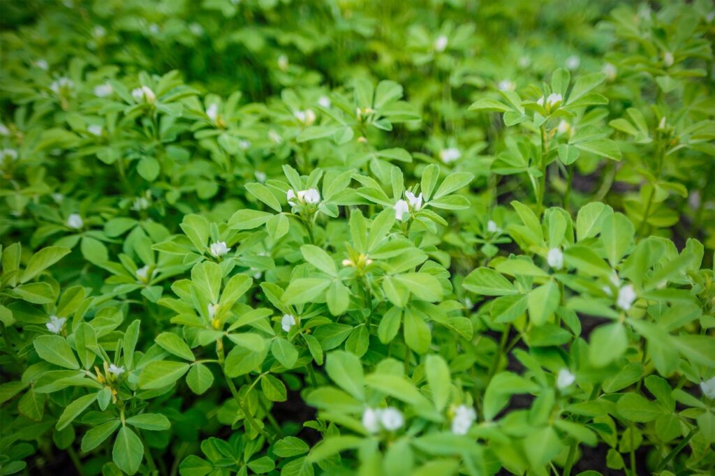 Fenugreek plant in field. Green Fenugreek . Fresh Green Fenugreek Leaves .