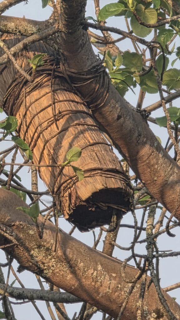 Boswellia papyrifera tree bark Ethiopia Tigray — frankincense essential oil wholesale SAHARÔME