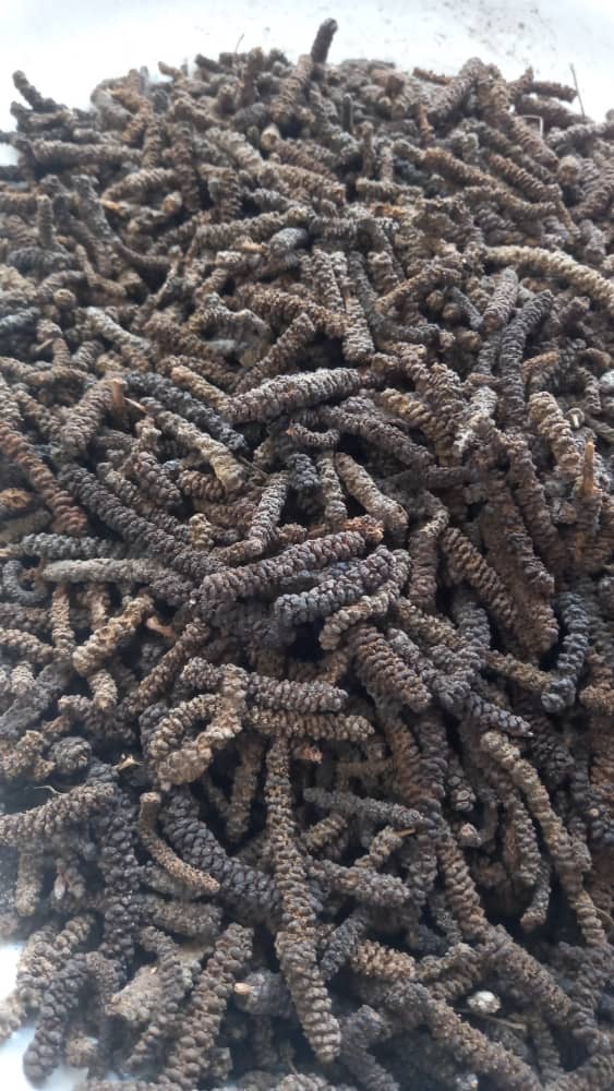 Ethiopian long pepper Piper capense Kafa — long pepper wholesale SAHARÔME