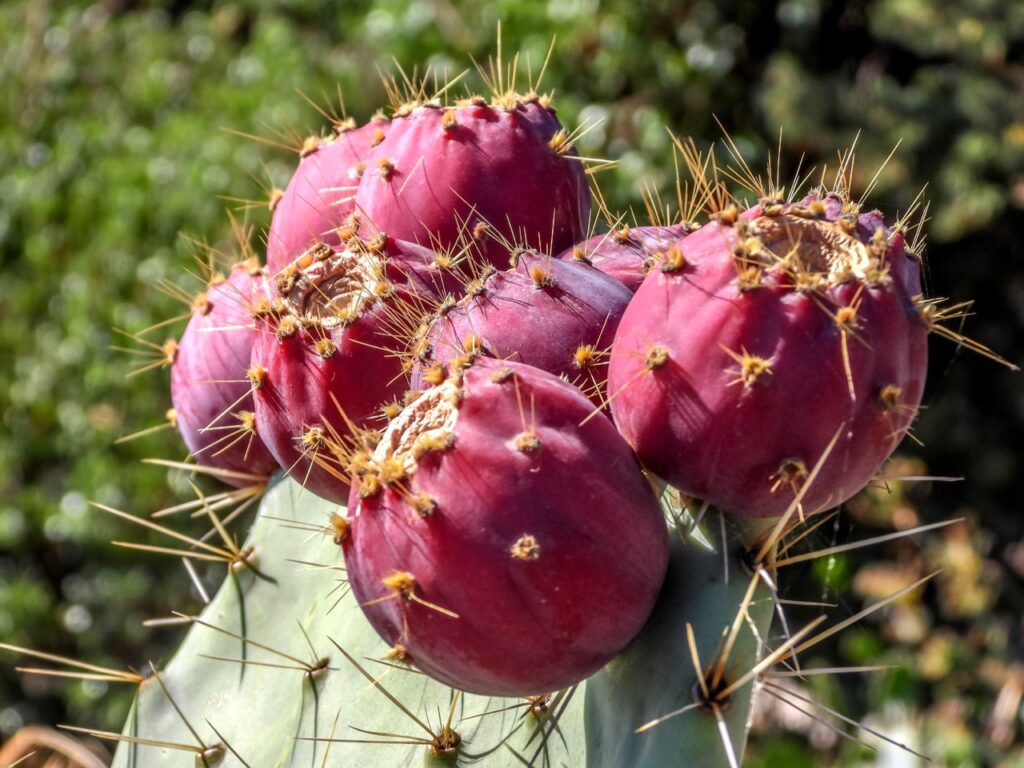 Ripe prickly pear fruits Ethiopia — prickly pear shell fruit oil wholesale SAHARÔME