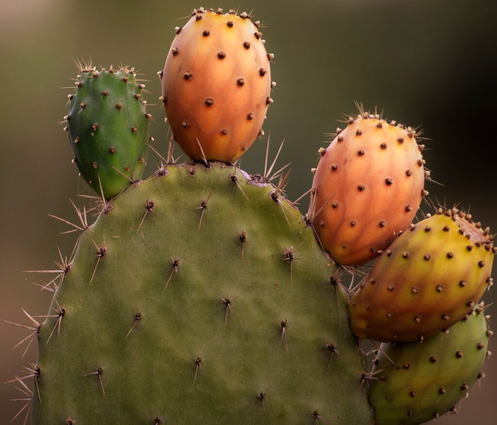 Ripe prickly pear fruits Ethiopia — prickly pear shell fruit oil wholesale SAHARÔME